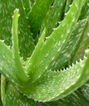 extracto-hidroalcoholico-aloe-vera-3