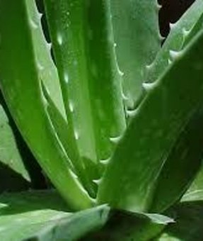 extracto-hidroalcoholico-aloe-vera-4