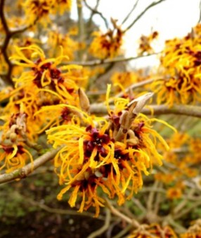 extracto-hidroalcoholico-hamamelis-5